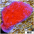 Orange Plating Montipora