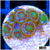 Dragon Eyes Zoanthids