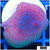 Spotted Discosoma Mushroom