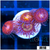 ASD Pandora Zoanthids