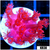 ASD Red Goniopora