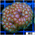 Gator Eyes Zoanthids Colony