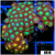 Combo Zoanthids Colony