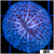 Blue Helmet Plate Coral