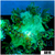 Aussie Nuclear Elegance Coral