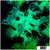 Aussie Nuclear Elegance Coral