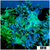 Aussie Nuclear Elegance Coral