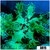 Aussie Nuclear Elegance Coral