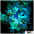 Aussie Nuclear Elegance Coral