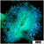 Aussie Nuclear Elegance Coral