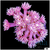 ASD Barbie Goniopora