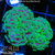 Aussie Neon Branching Hammer Two Heads