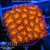 Orenji Eye Leptastrea