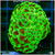 Aussie Neon Branching Hammer