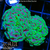 Aussie Neon Branching Hammer Two Heads