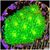 Nuclear Leptastrea