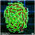Aussie Neon Branching Hammer