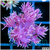 ASD Barbie Goniopora