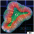 Ultra Pumpkin Lobophyllia