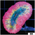 Bubble Gum Rim Lobophyllia