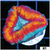 ASD Ice Melt Lobophyllia
