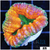 Ultra Pumpkin Lobophyllia