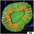 ASD Holy Grail Lobophyllia