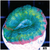 Bubble Gum Rim Lobophyllia