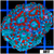 Superman Acan Lord Colony