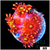 ASD Flaming Phoenix Goniopora