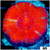 ASD Molten Red Scolymia