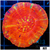 ASD Molten Red Scolymia