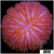 Orange Helmet Plate Coral