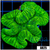 Full Nuclear Lobophyllia