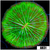 Nuclear Plate Coral
