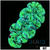 Neon Splatter Trachy