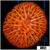 Orange Helmet Plate Coral