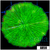 Nuclear Plate Coral