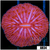 Orange Helmet Plate Coral