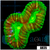 ASD Holy Grail Lobophyllia
