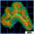 Ultra Pumpkin Lobophyllia