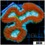 Fire And Ice Lobophyllia