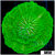 Nuclear Plate Coral