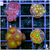 MULTIPLES AVAILABLE - ASSORTED Zoas and Palys 4 PACK