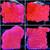 ASD Red Monti Cap - Multiples Available