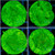 Nuclear Leptoseris - Multiples Available