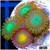 ASD Combo Zoanthids