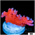 Red Montipora DIgitata