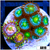 ASD Combo Zoanthids