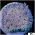 ASD Lavender Goni